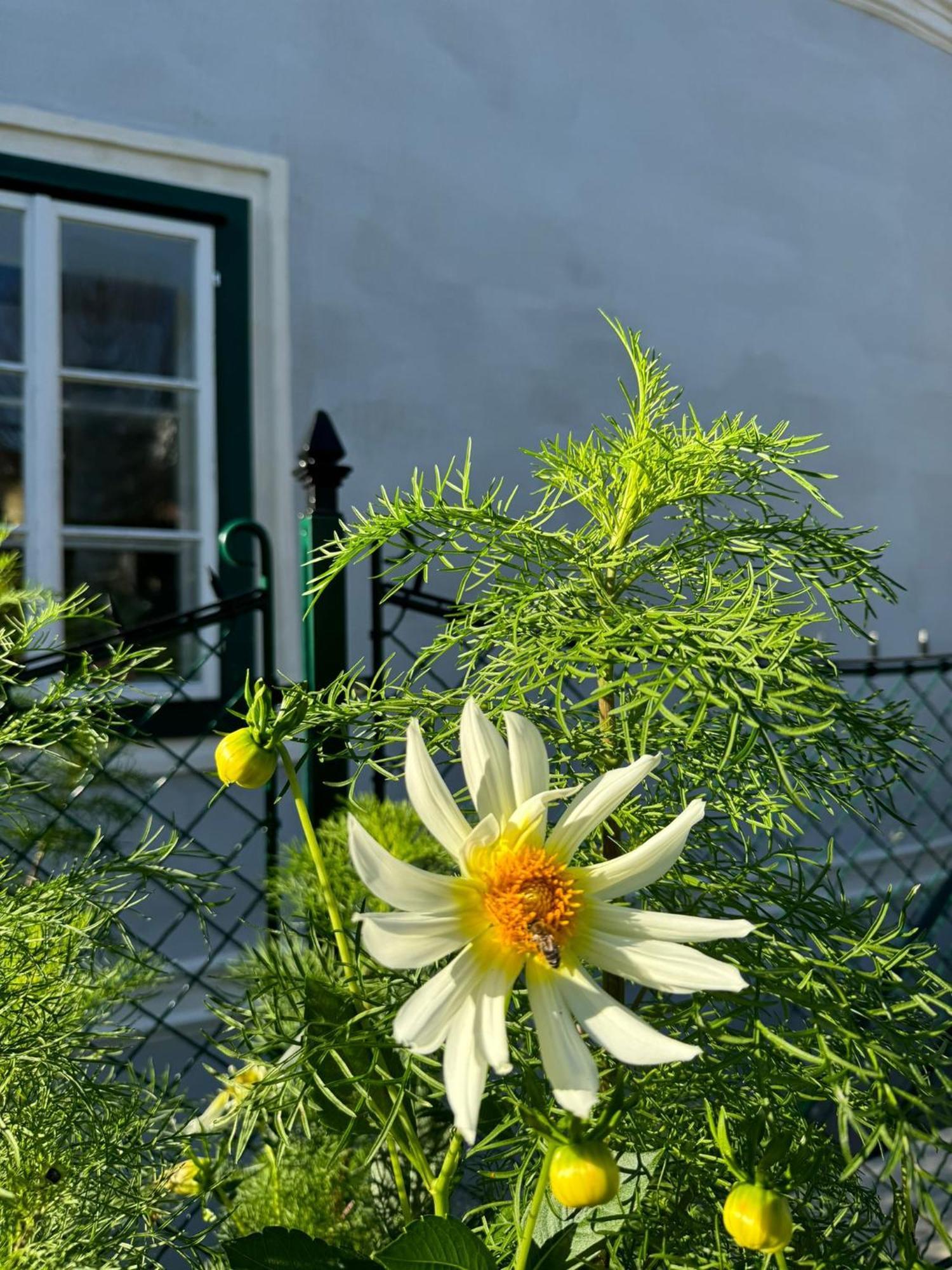 Podenhaus Bad Aussee Extérieur photo